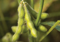 soybean